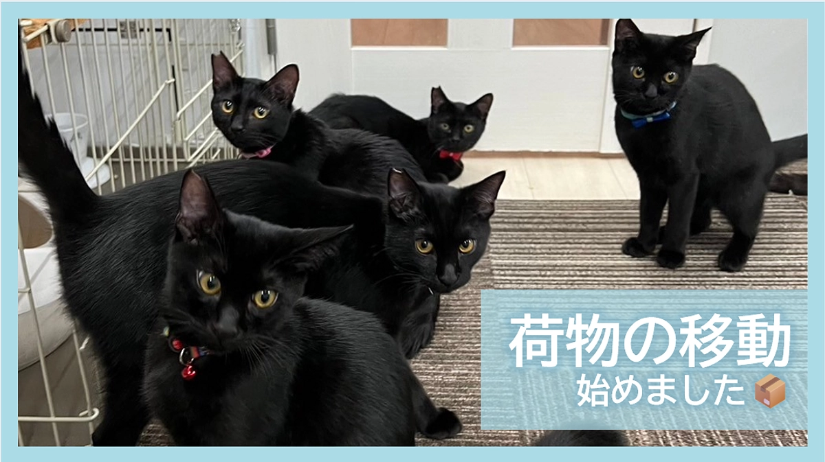 荷物の移動、始めました📦