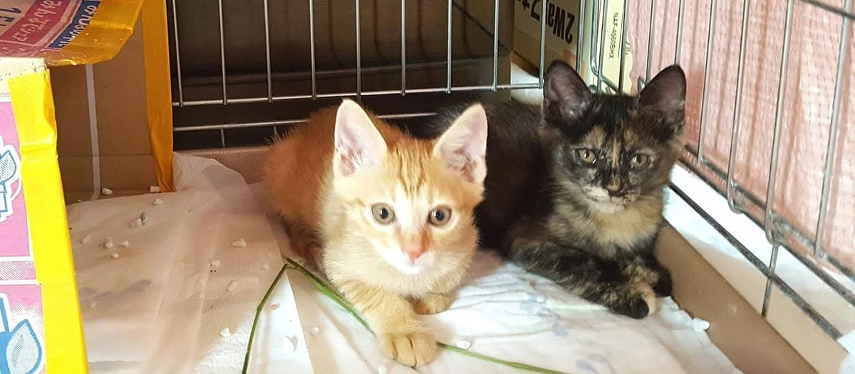 保護猫活動とは！