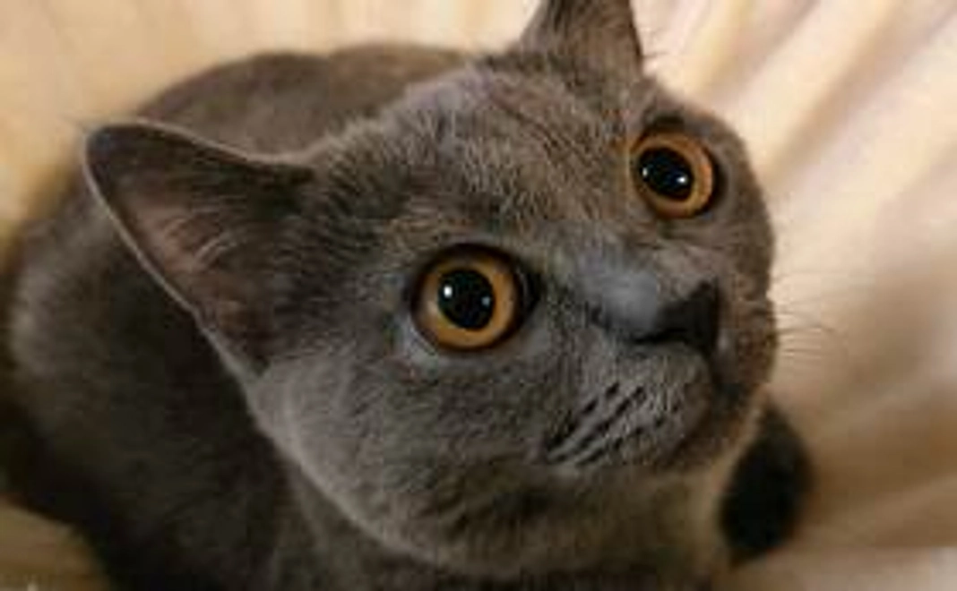 感謝のメール・ルナの写真