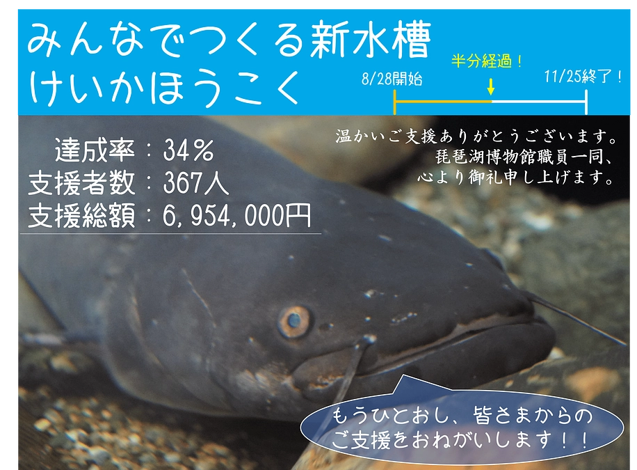 【経過報告】「新ビワコオオナマズ水槽誕生にご支援を！」終了まで残り45日