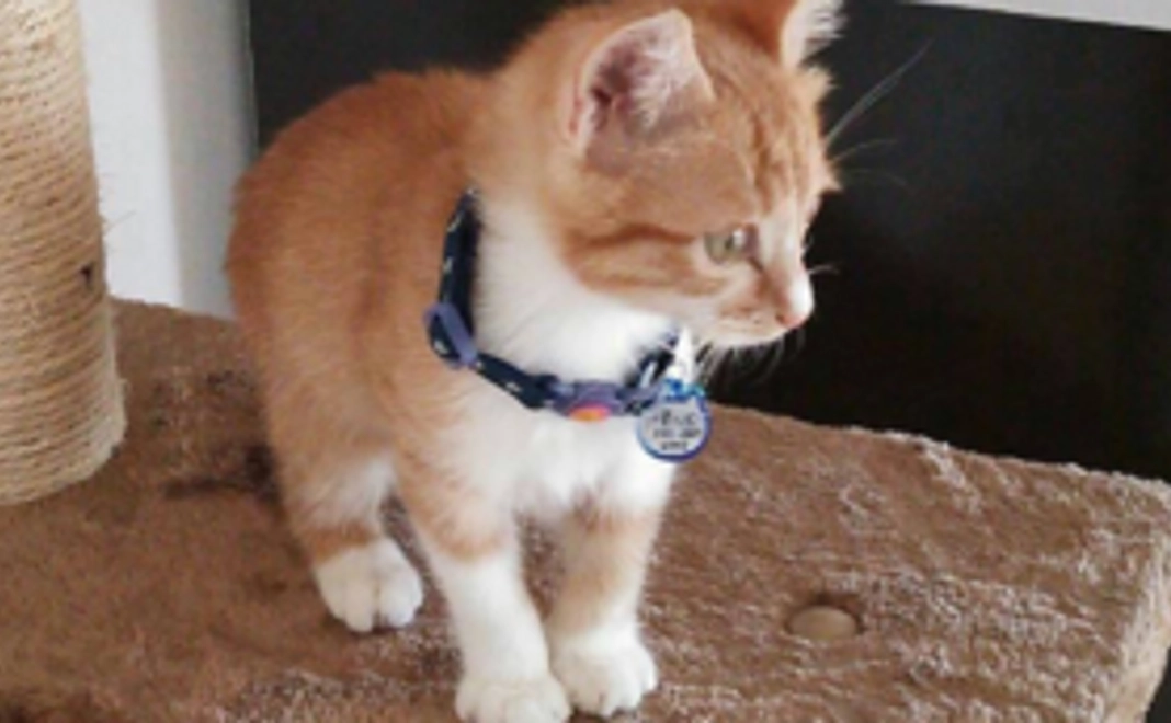 保護っ子応援！猫さんコース