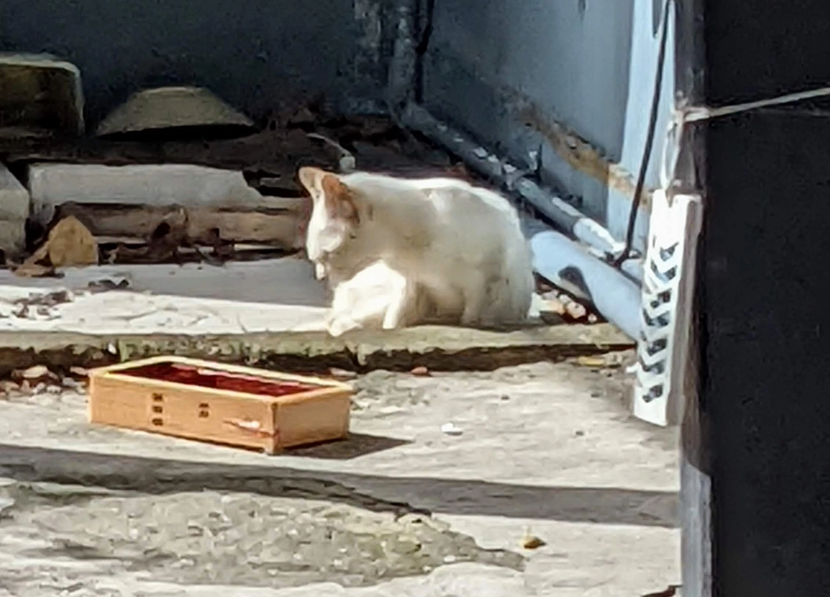 プロジェクトへかける思い