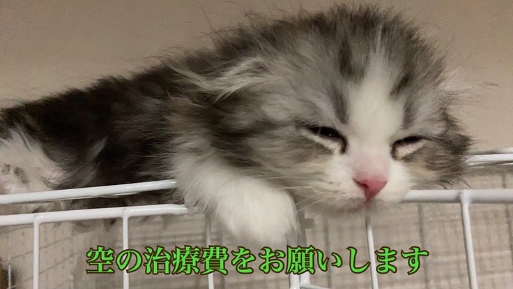 愛猫の空(くう)の手術、治療費用をお願いします