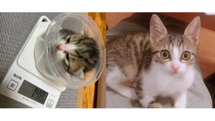 幼い命を救いたい・FIP(猫伝染性腹膜炎)りんにお力をお貸し下さい