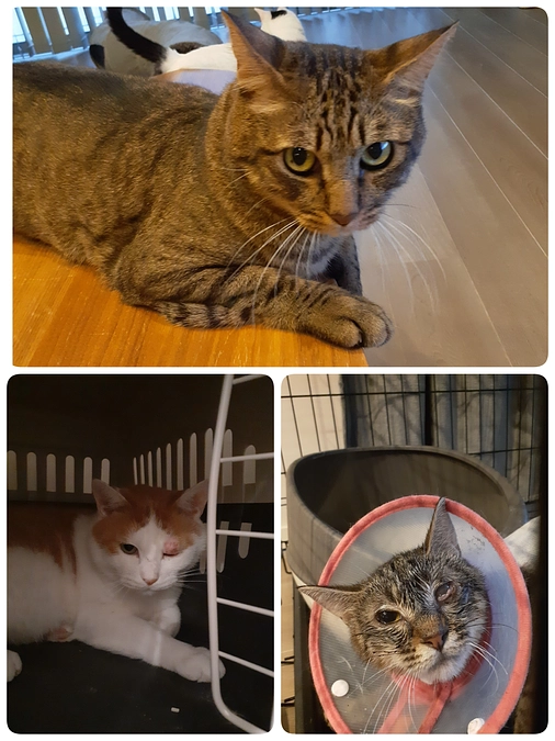 【こももちゃん】【ちゃたん君】【凪君】について