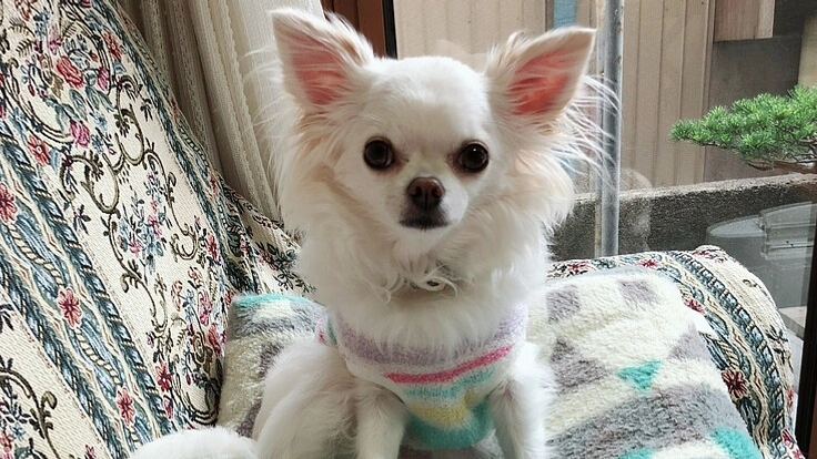 愛犬の僧帽弁閉鎖不全症の手術治療費のご支援ご協力をお願い致します