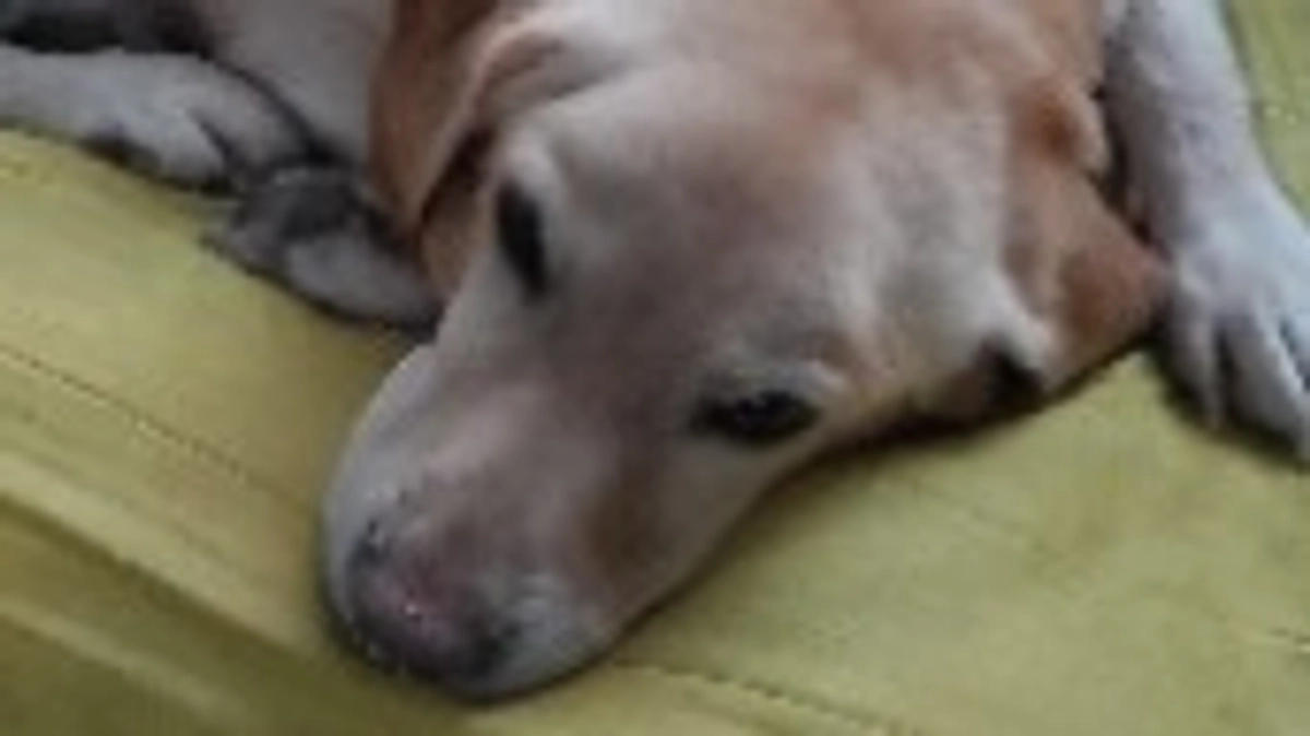 特にバズる予定は無い動画⑤