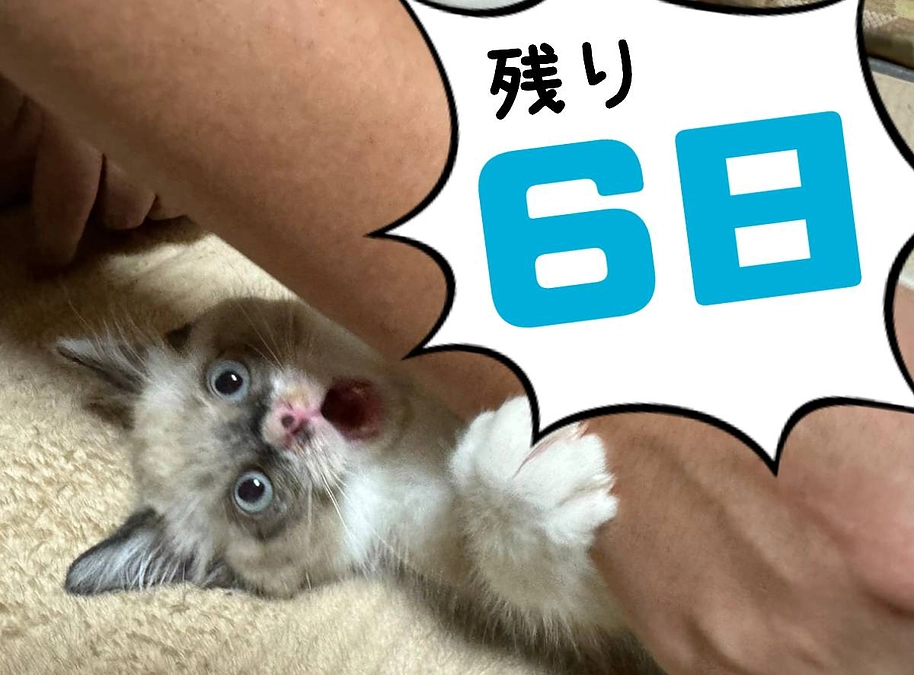 【終了まであと６日！】