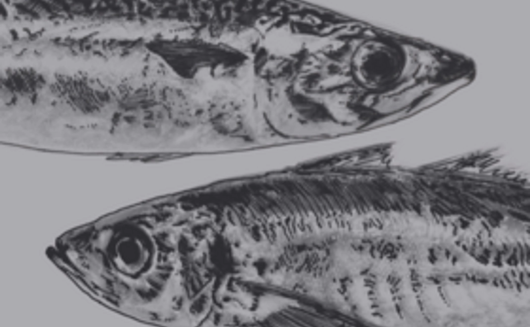 サバサバしたアジけないお礼のメール