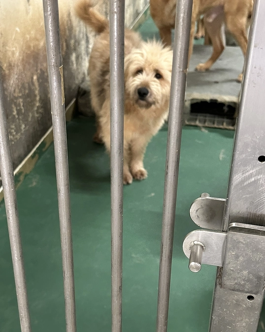 元野犬の家庭犬への道