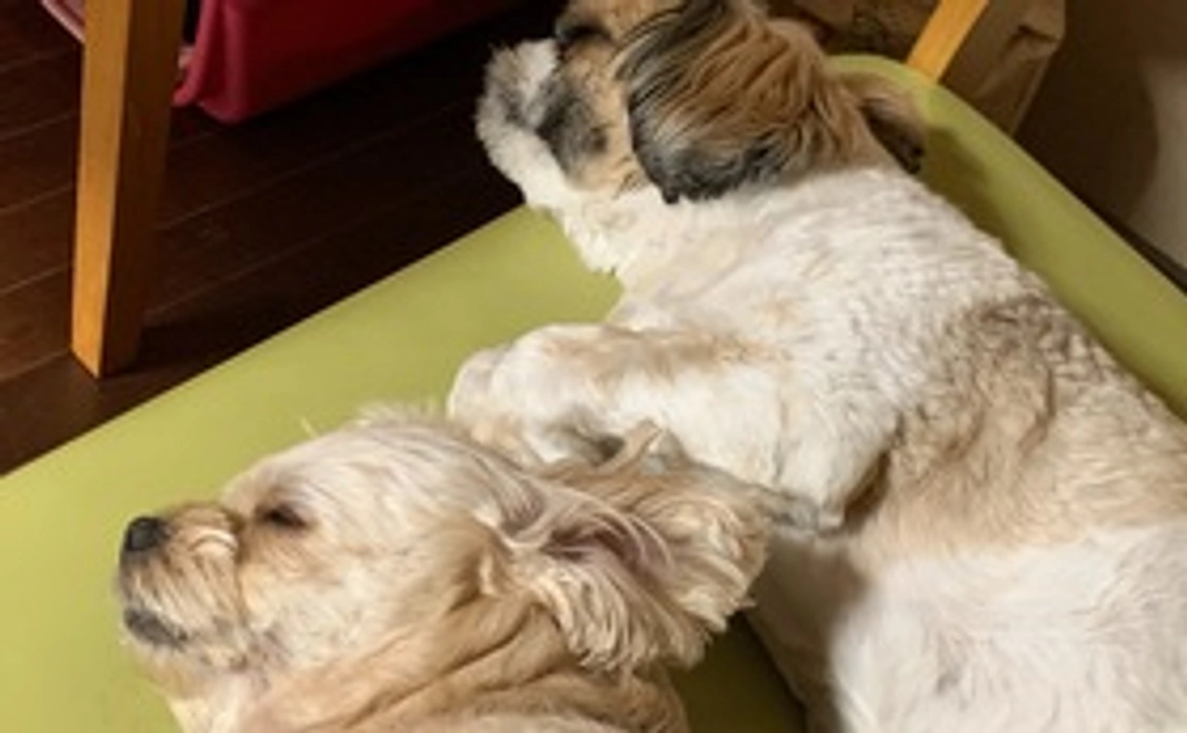 本当にありがとうごいました