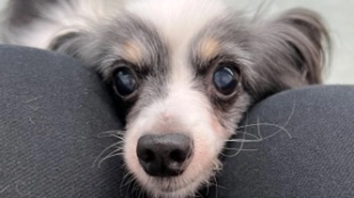 今日のチョコちゃん！！(8月15日)