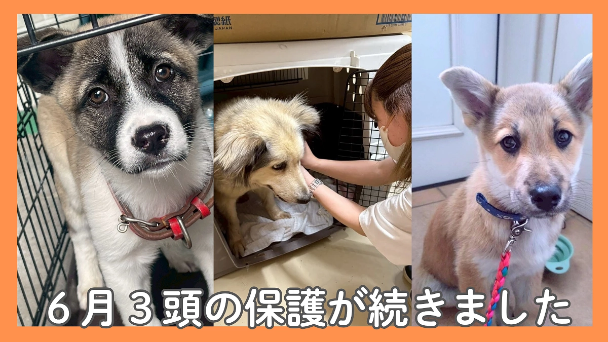 6月犬3頭の保護が続きました。