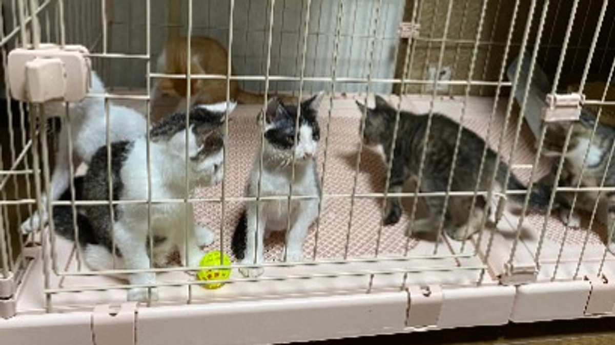 譲渡報告を、譲渡先での様子