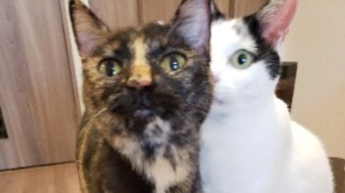 カフェ猫『カウ』『サラ』トライアル出発致しました！