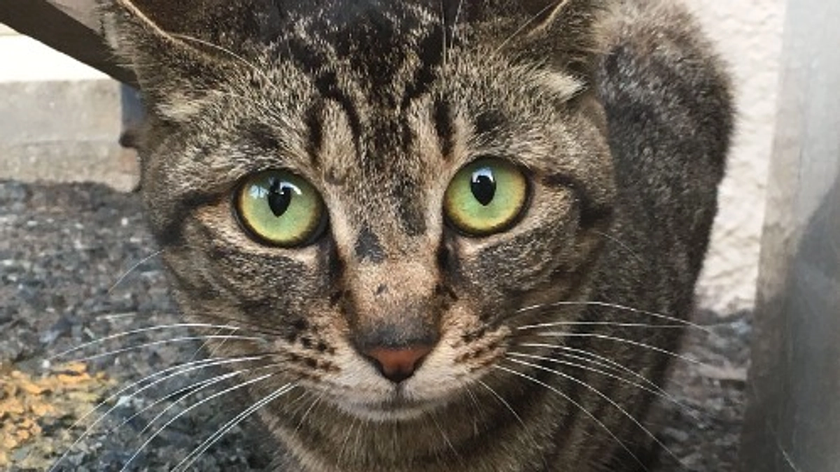 パトロール各所より暑中お見舞い申し上げます。2023/04/15～04/30