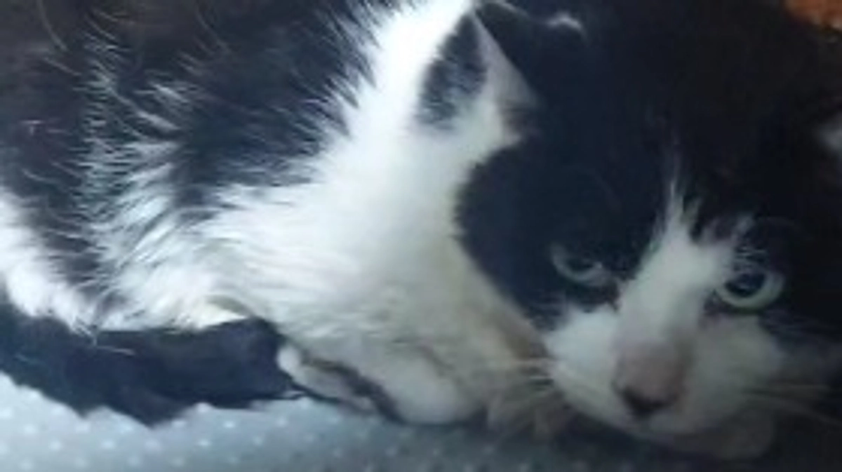 🆘️マリアのクラウドファンディングも残り1️⃣日です🆘️