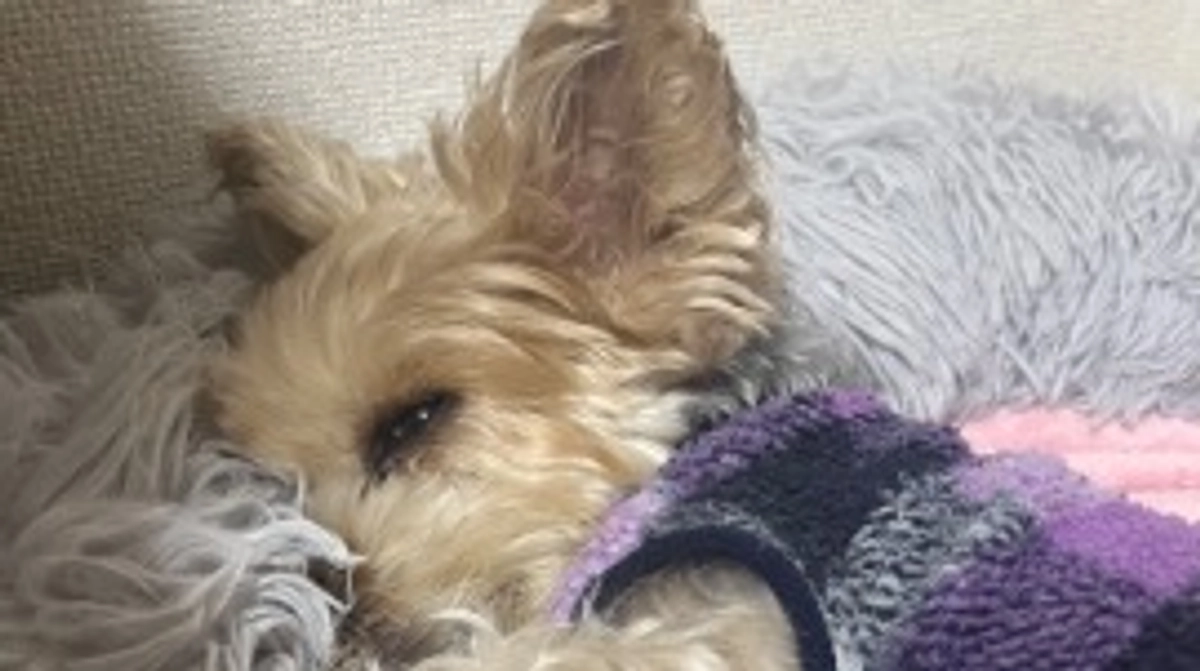 最近のキキの様子とみなさまへの感謝