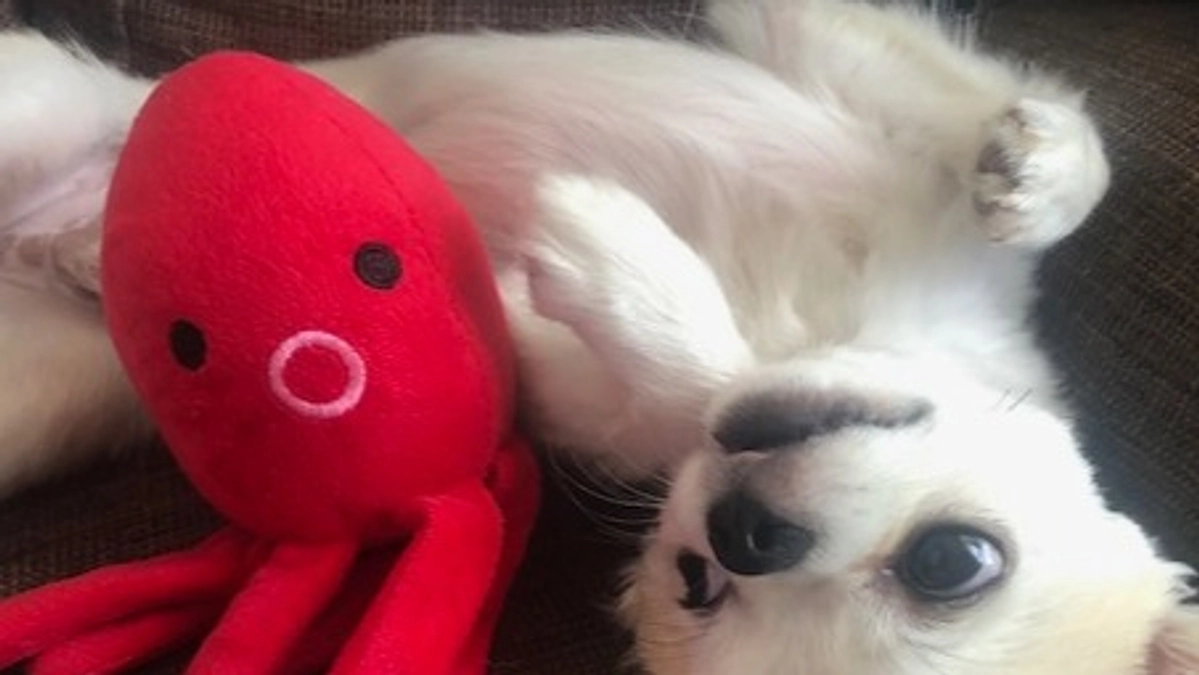 ”術後の経過報告⑮”です。