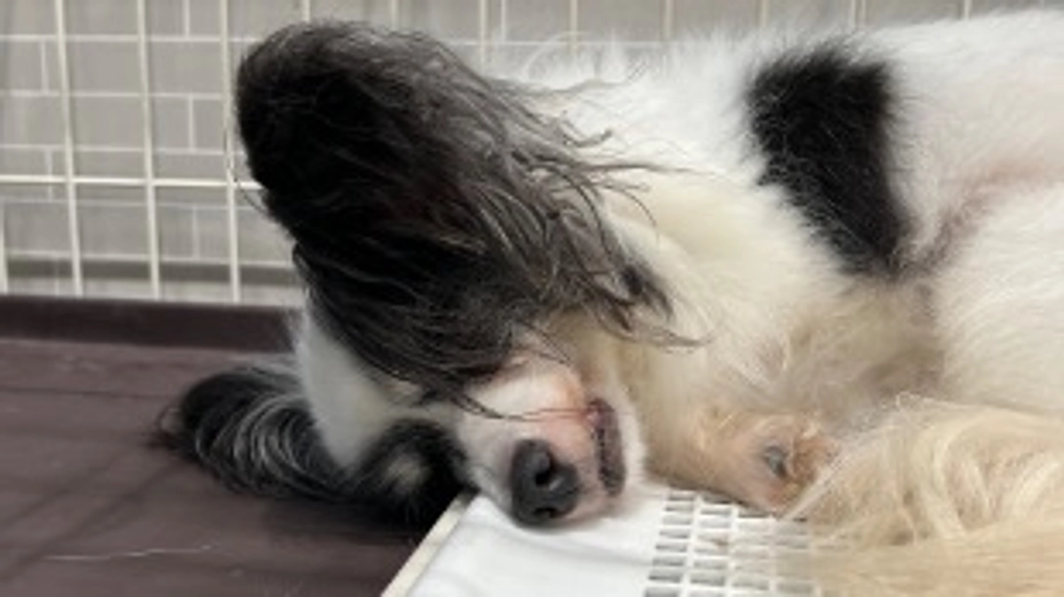 今日のチョコちゃん！(8月11日)