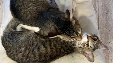 動物の権利向上啓発・保護サポーター募集｜Free animals のトップ画像