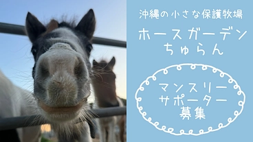 沖縄の小さな保護牧場　ホースガーデンちゅらん マンスリーサポート のトップ画像