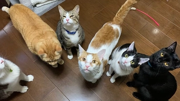 保護猫ちゃんを病気から守りたい のトップ画像