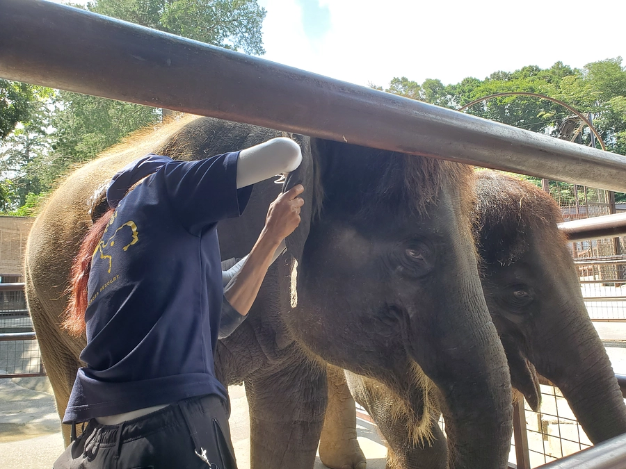 子ゾウ健康管理
