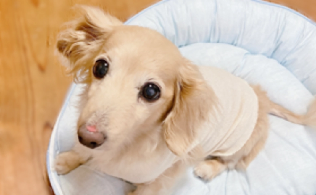 モコサポートメンバー【B】