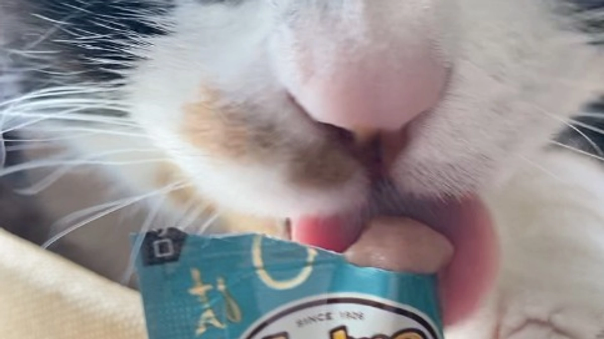 ■活動報告_15：本日のモモとご支援のお願い