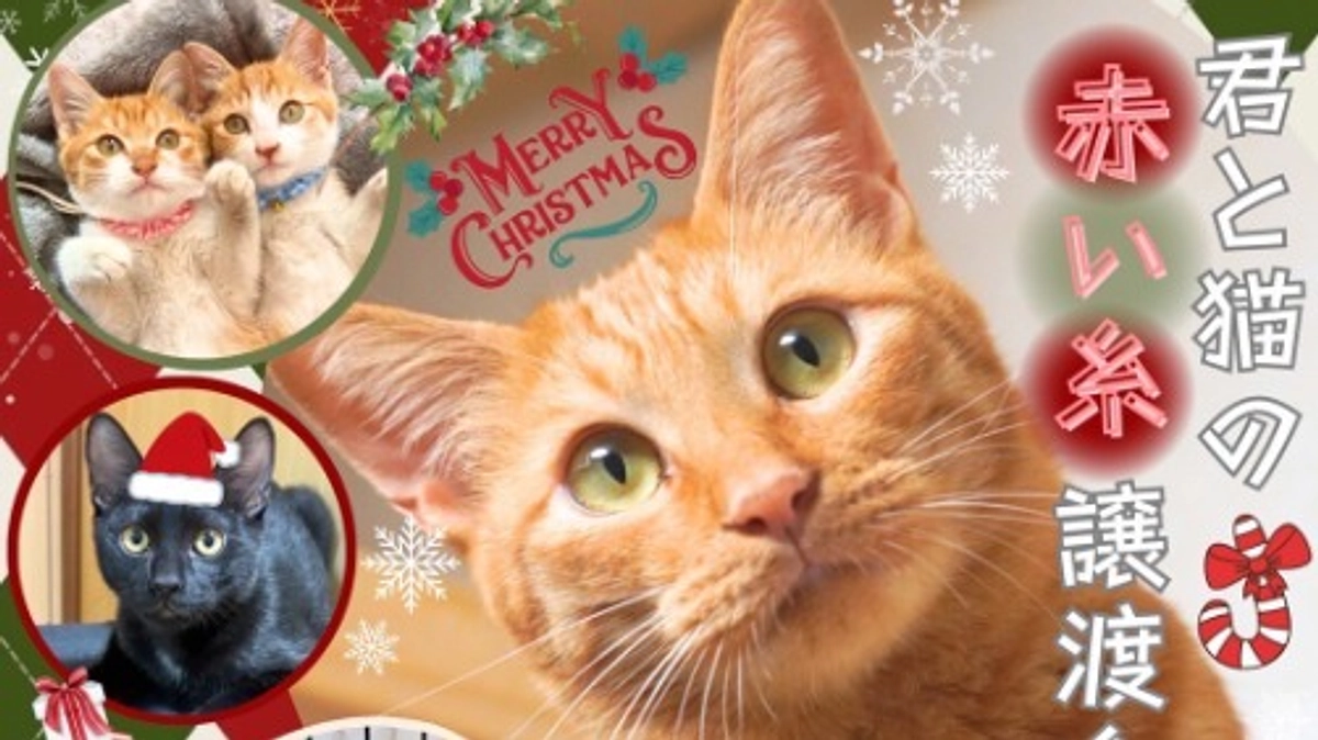 ずっとのお家探してます！！【４日目】