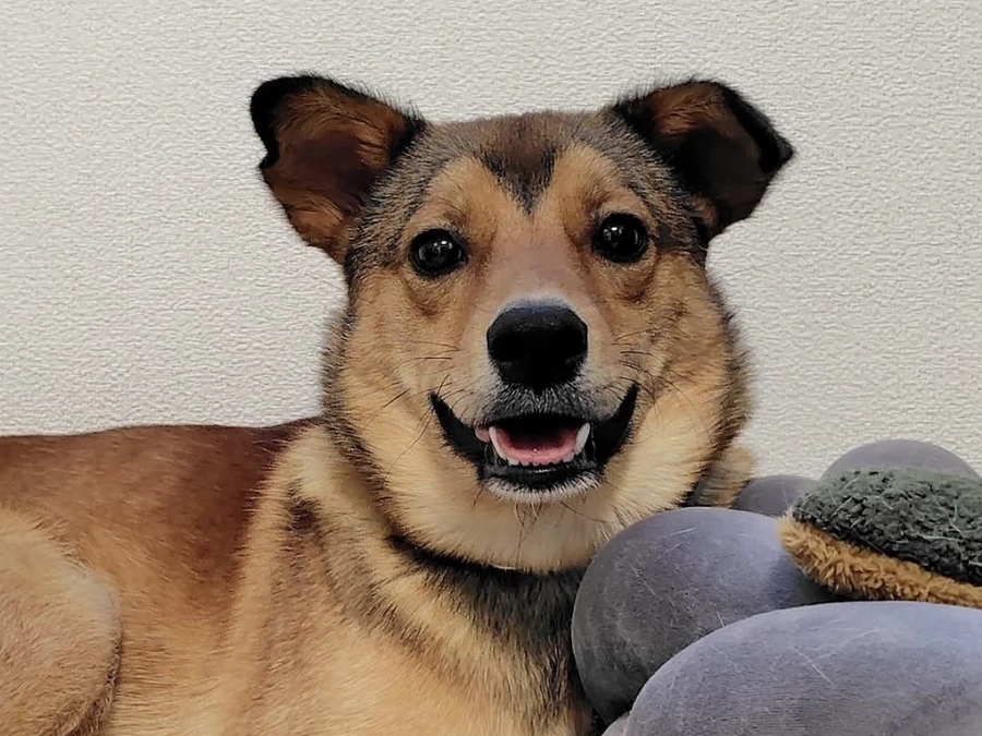 里親さまの投稿より　ありがたいことです。