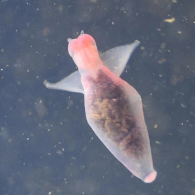 2024年1月28日「優しい悪魔」