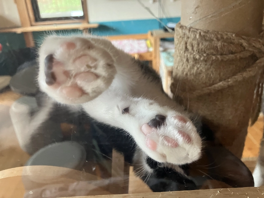 残り18日！ふっ君社長物語！メールではなく、電話対応にこだわる理由！