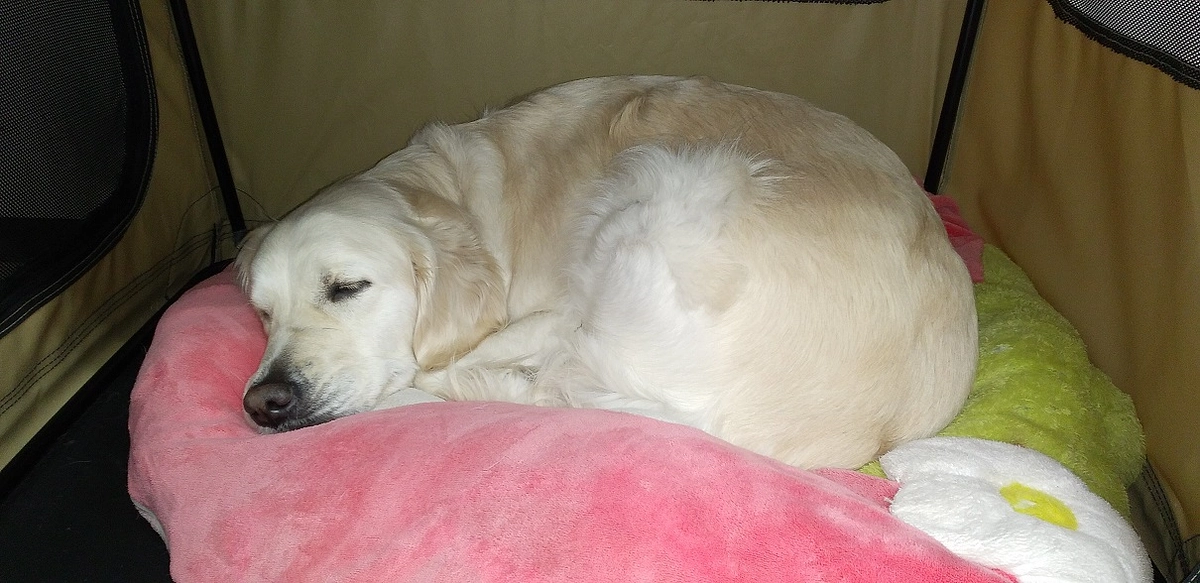 犬の災害対策(2024/01/15）