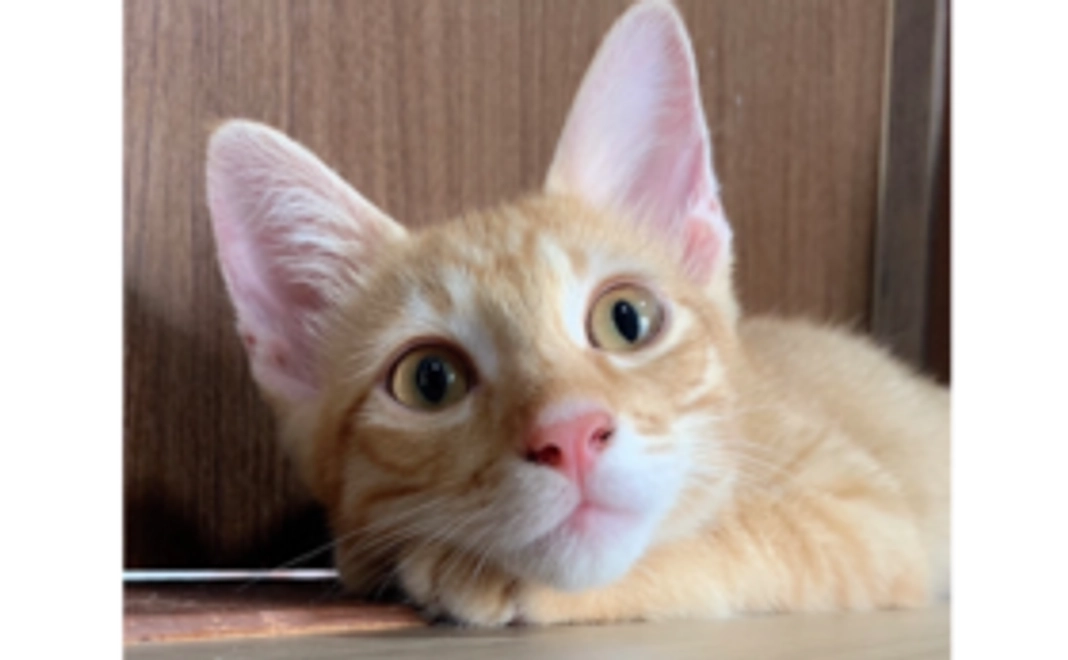 【1万円】500円クーポン1枚コース