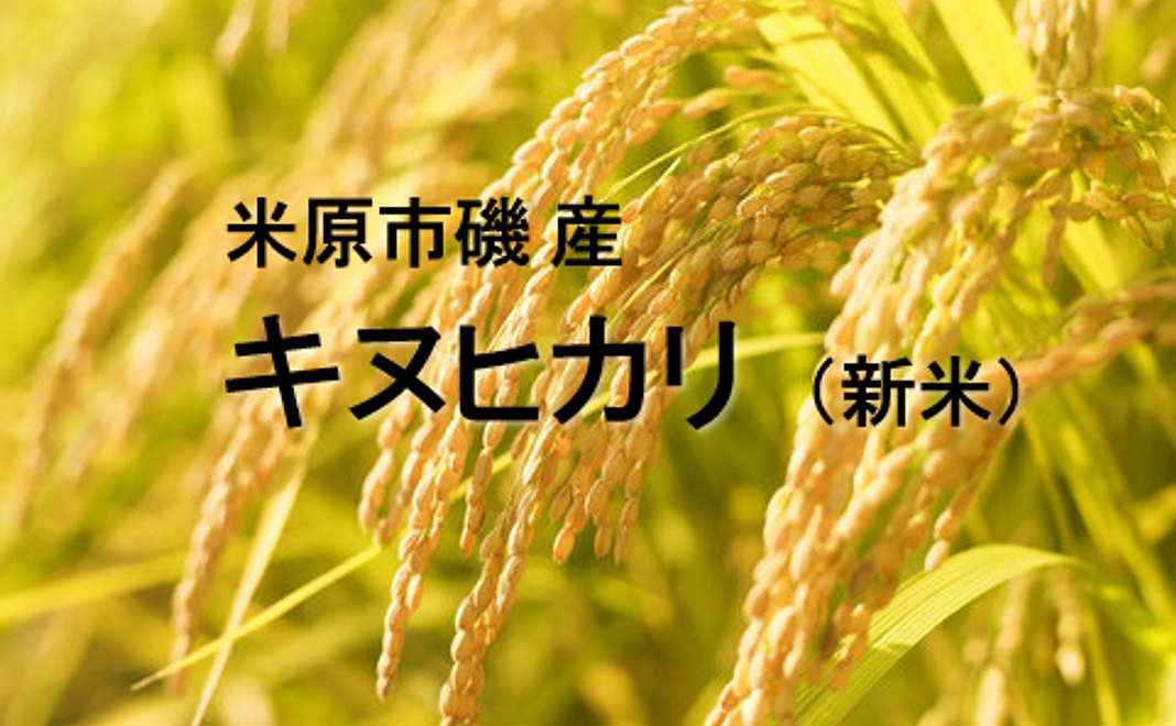 新米キヌヒカリ(米原磯産)