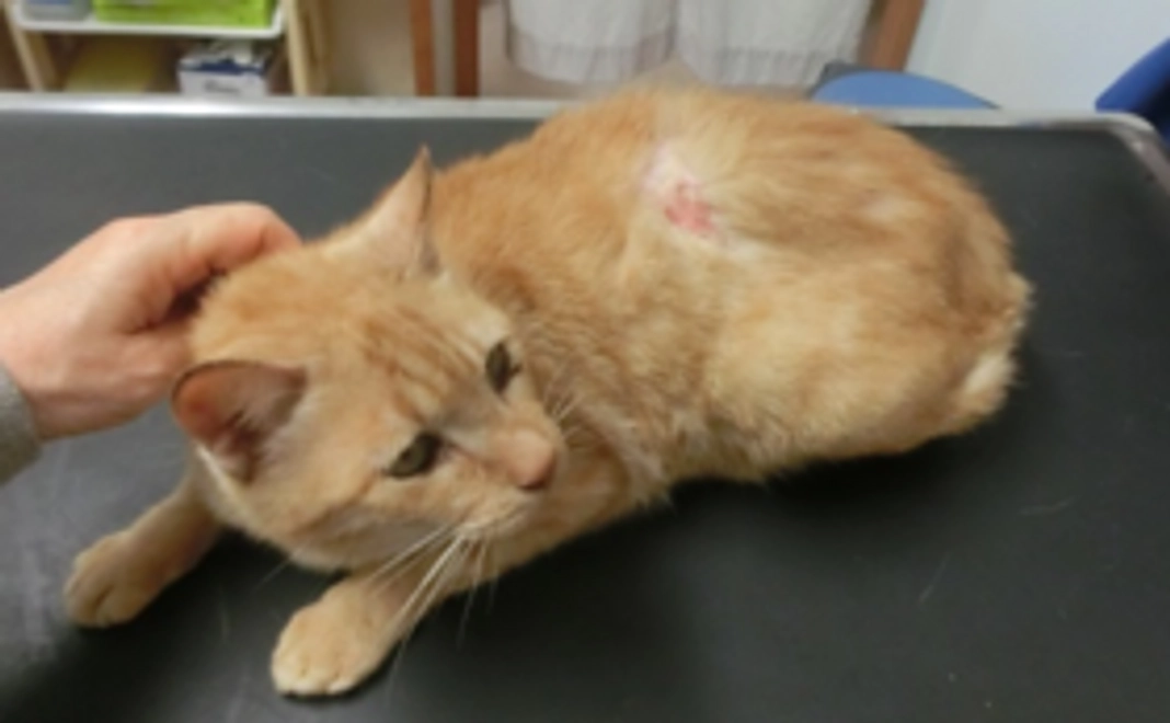 石垣島の猫たちへの応援コース