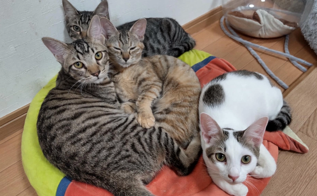 猫達の未来を応援コース