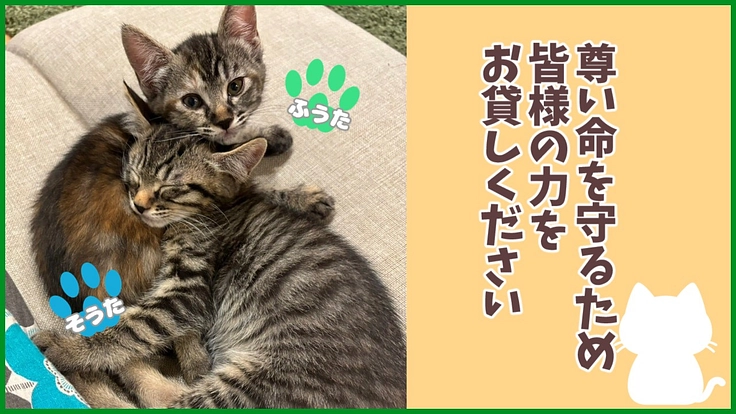 保護猫を1匹でも多く救うために、ご協力をお願い致します！