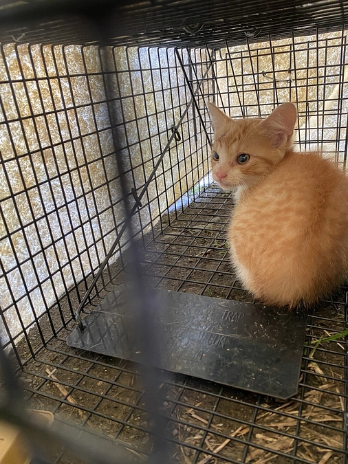 追加で3匹保護していただきました！