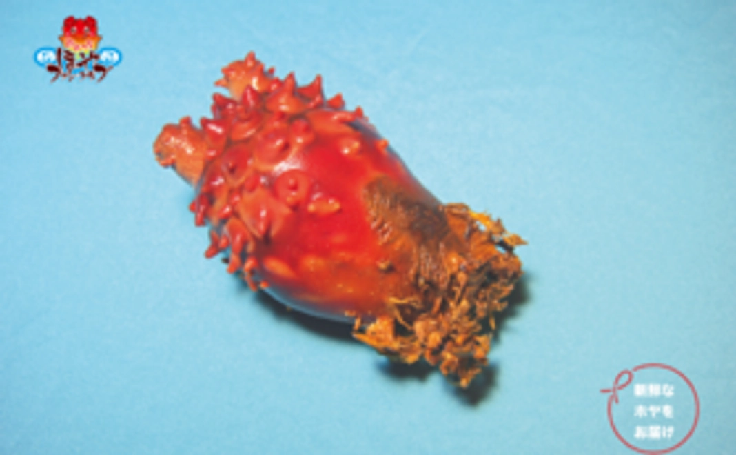 【ご試食コース】おおつち・ほやファンクラブを応援