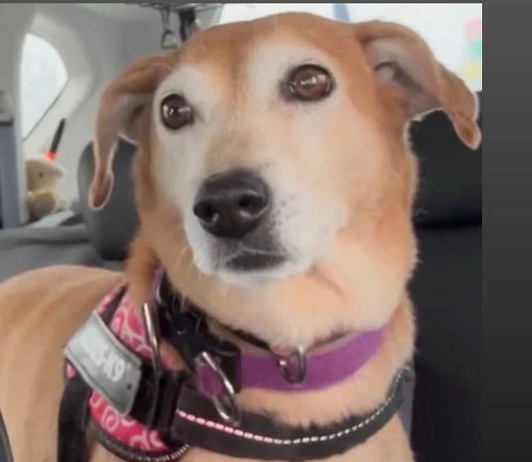 里親様からのお便りです。