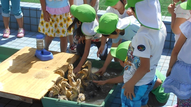 子ども達から大人気の合鴨ひな13羽を守るため、柵を設置したい!