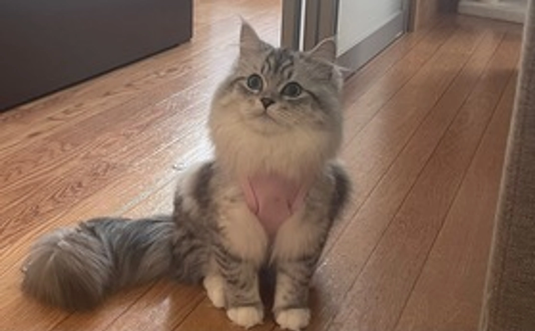 ぴのの写真付き感謝のメール(500円)