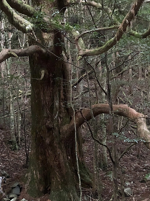 4/19(金)100年計画