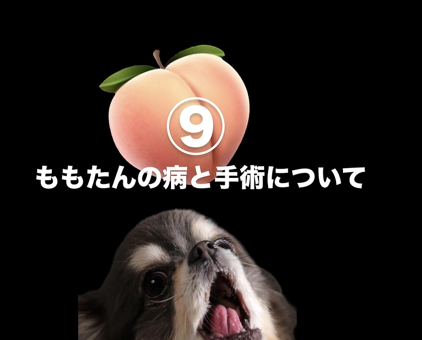 ももたんの病と手術について⑨