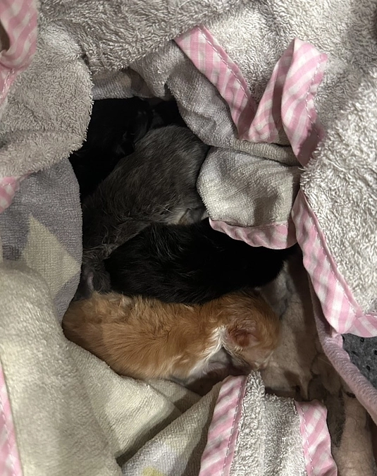 またもや乳飲み子の遺棄事件が発生しました！