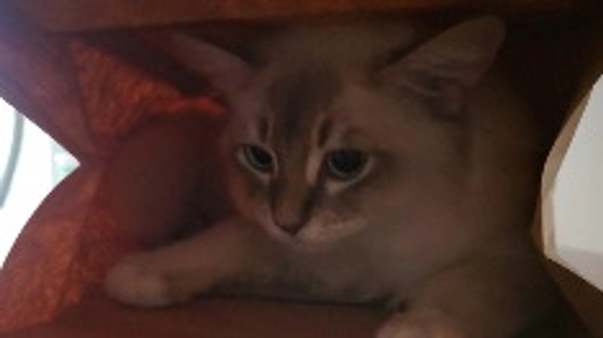 本日20時よりインスタライブ致します。