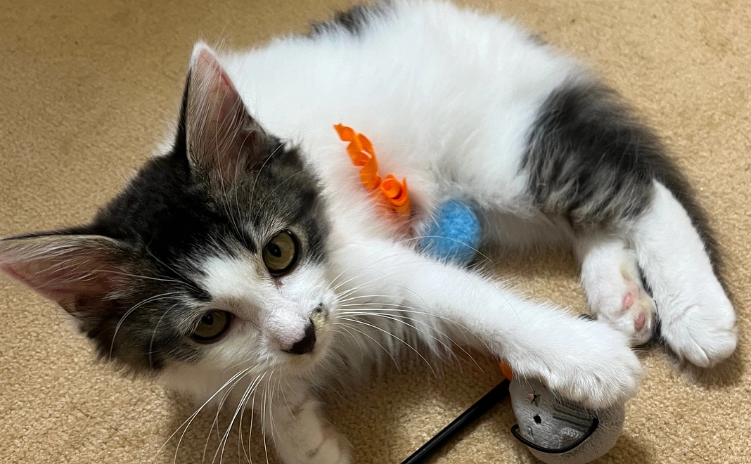 お礼のメール1000